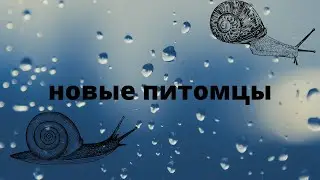 Новые питомцы)И первое видео про них!
