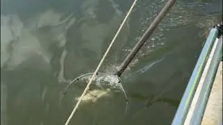 Shrimpmania!