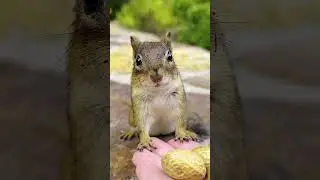 SOMEBODY’S WATCHING ME 🐿️👀😱 #shorts