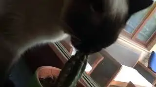Cat eating cactus