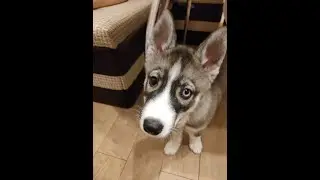 Я Серый волк - зубами щёлк! Ну, дайте, дайте мясо!