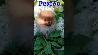 Щенок мини пом