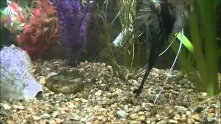 pez Ángel o escalar comiendo artemia