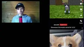 СТРИМ по CAT SIMULATOR с подписчиками