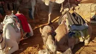 amazing 🤩 camel sitting 👍
