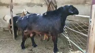 ГИГАНТСКИЙ ГИССАРСКИЙ КУЧКАР / ХИСОРИ КОЧКОР (ТОМОША)