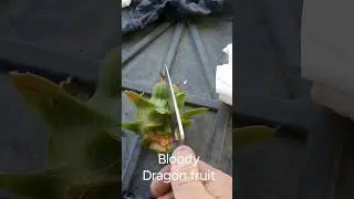 What's inside this Dragon fruit