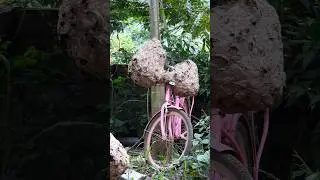 Unique - two wasp nests on the bike 🥰🐝🐝 | Tropical Forest Bees #bee #wasps