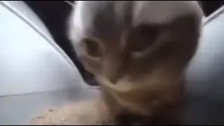 Chipi chapa por 1 minuto