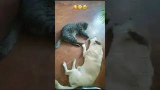 Lazy games after the party😍😜☺️ #animals #pets #dog #cat