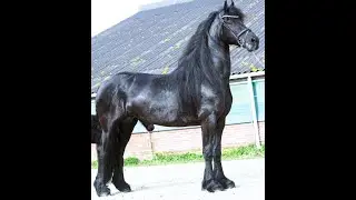 Carmen, Friesian Horses  for sale https://www.blacksterlingfriesians.com questions? 415-272-2112