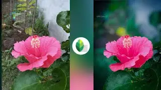 Snapseed Background Blur Tutorial || Creative Flowers Photo Editing 