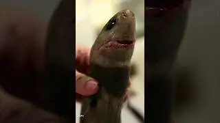 Küçük Ama Etkili: Kurabiye Kesici Köpek Balığı’nın Denizaltılara Verdiği Zarar