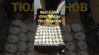 Как пулемет!!!