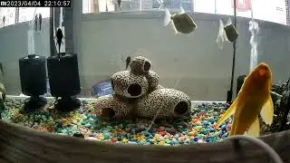 Сом Парчовый Альбинос и Сом Ягуаровый.