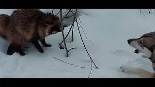Охота на Куницу. Охота на Енота. 2022.