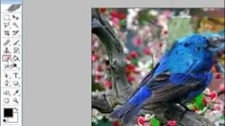 como hacer un fotomontaje en photoshop con animales