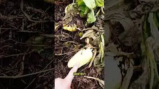 Компостная куча