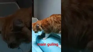 Tingkah laku kucing main guling 