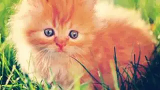 Котята и щенята) Они как дети, маленькие и милые)