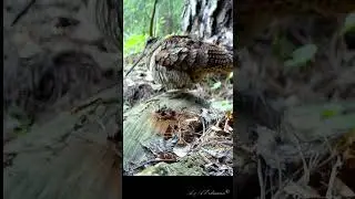 Woodcock ВАЛЬДШНЕП  