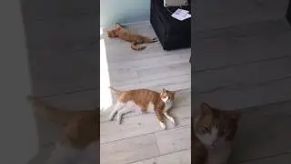 Жареное солнце больших городов😻 #котовлог #catshorts #humor #animals #cat #catlover #котики #funny