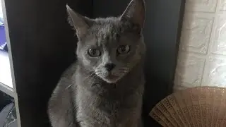 Очень разговорчивая Кошка 🐈‍⬛ Кия