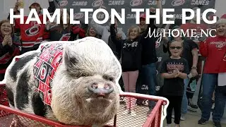 Meet the Carolina Hurricanes' Unofficial Mascot - Hamilton the Pig!