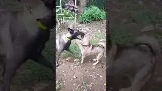 Belgian Malinois vs Crossbreed chihuahua (Bella vs Lablab) #belgianmalinois #8monthsold  #fakefight