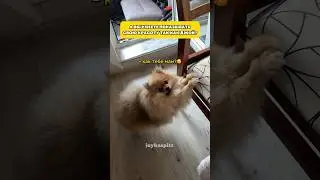 Оцените достаточно ли красиво? #шпиц #померанскийшпиц #pets #смешноевидео #pomeranian #шпицмини