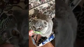 Покормим овечку 😊