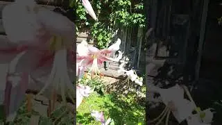 Лилия ОТ- гибрид Анастасия.