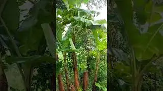 When rain hits hard... #youtubeshorts #nature #rain #keralagodsowncountry #beautiful #shorts