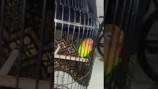 Lovebird fighter di jamin Ikut bunyi