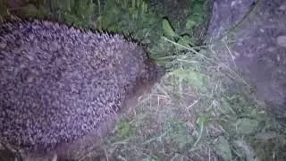 Ежик чихает 2.0