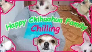 Sweety and Angry Chihuahua Puppies are Playing (Funniest video)