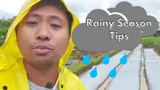 Rainy Season Tips