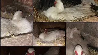 Индоутки сели на яйца / насиживание мускусной утки / высиживание утят / утка села высиживать утят