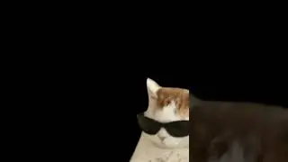 XD 