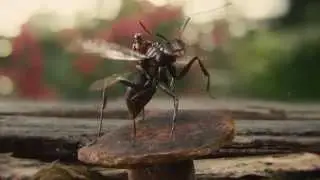 Ant-Man (2015) - Blu-ray menu