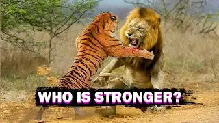 Fight Tiger Vs Lion / Real Animal Battle