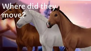 Where did  the Belgian warmbloods move? Answering that question