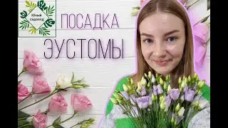 ПОСЕВ ЭУСТОМЫ НА РАССАДУ! 🌺
