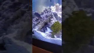 Seaweed frenzy