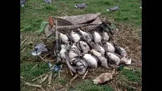 T&T DUCK AND GOOSE HUNTING SEASON 2013 -2014