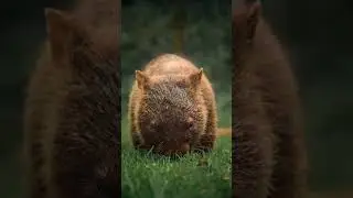 Happy Wombiyan (Wombat) Wednesday! 🖤💛❤️  #wombatwednesday