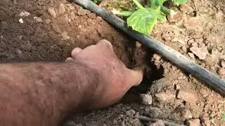 Cucumber cultivation and nematode damage