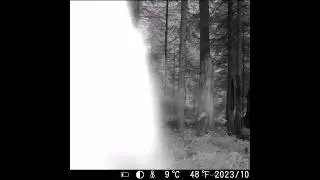 Кабан нападает на фотоловушку и снимает лося снизу