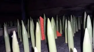 Выгонка тюльпанов на севере 2019-2020год