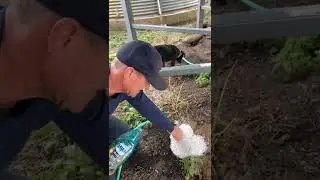 BEST way to get rats out of burrows! 🐀🐀🐀💦🫧